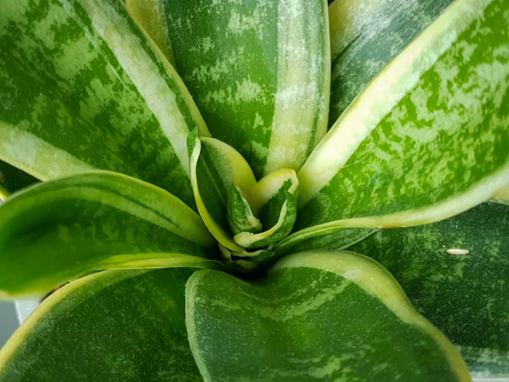 Blätter des Spargelgewächs