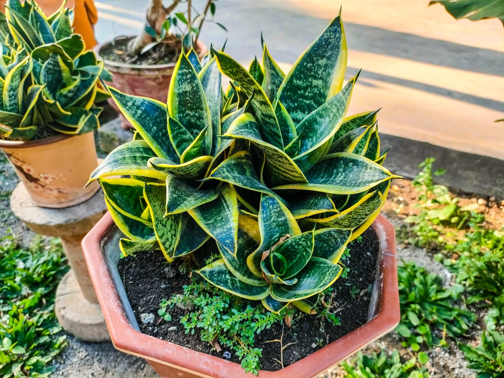 Lidah,Mertua,Or,Also,Known,By,The,Scientific,Name,Dracaena Sansevieria
