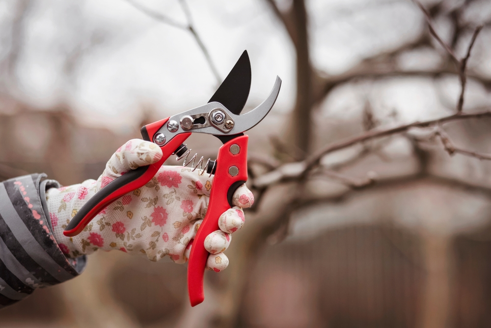 baum radikal schneiden