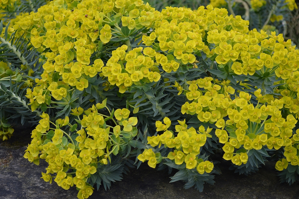 Euphorbia