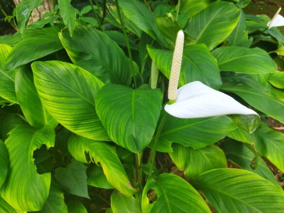 Spathiphyllum