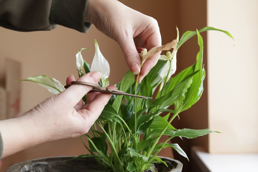 blattspitzen schneiden