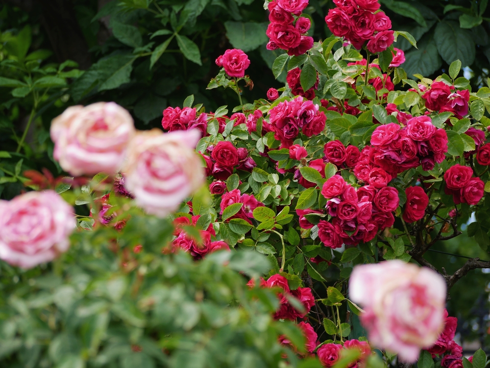 rosenpflege