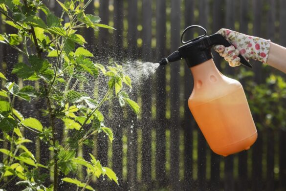 pflanze mit spülmittel besprühen