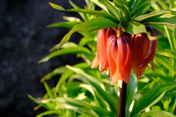 Fritillaria imperialis