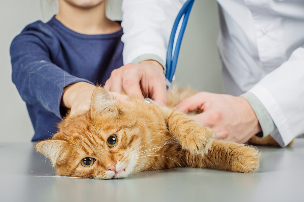 katze beim tierarzt